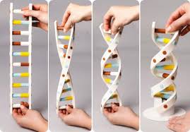 DNA Modeli Örnek Görüntüsü